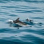 Dolphin Diaries's avatar