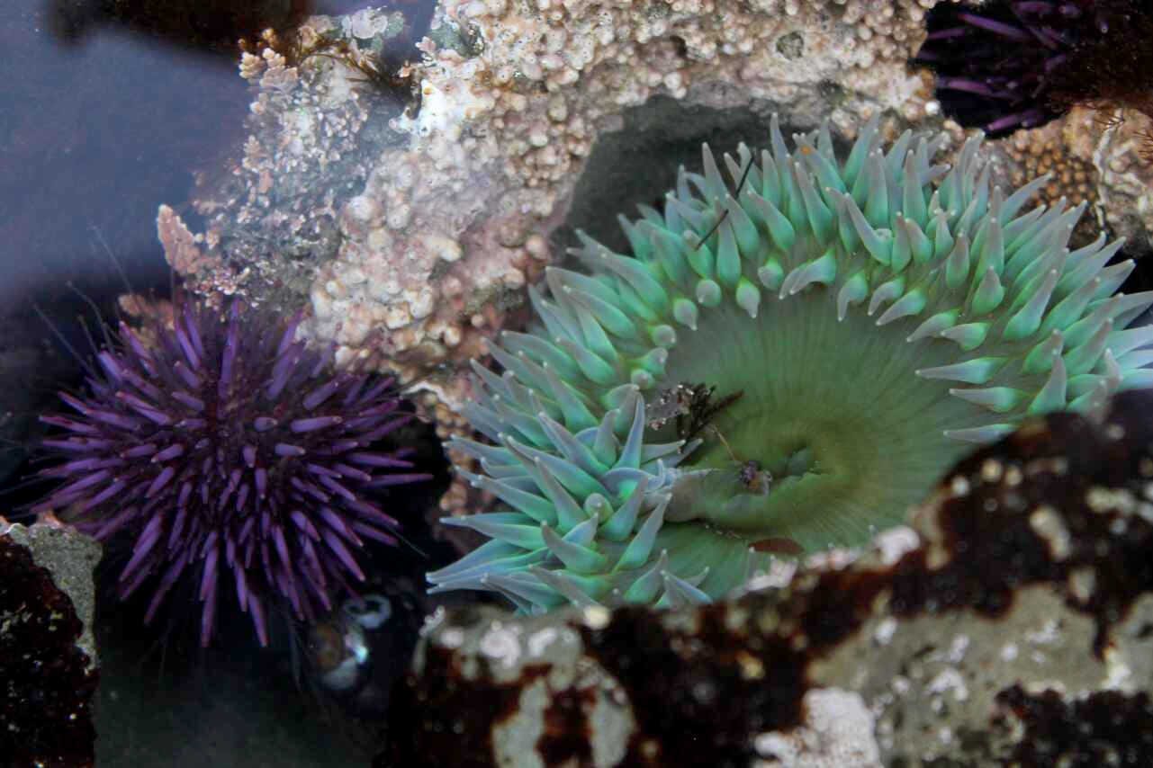 Close up image of tide pool creatures including a purple sea urchin and a green sea anemone situated on rocks covered in pink encrusting algae.