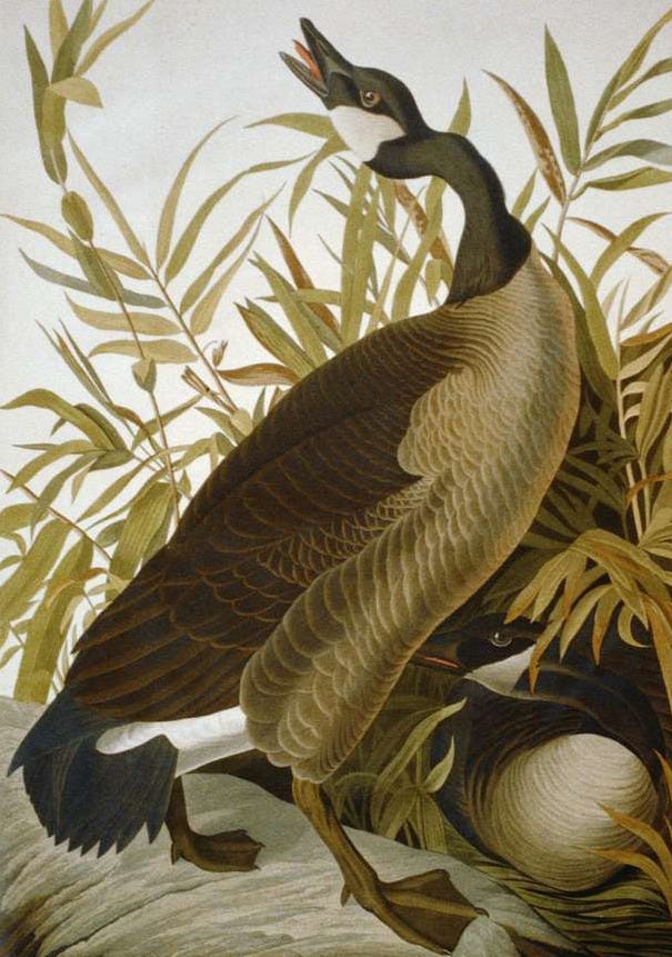 engraving of a black and white canada goose with its head turned to the left