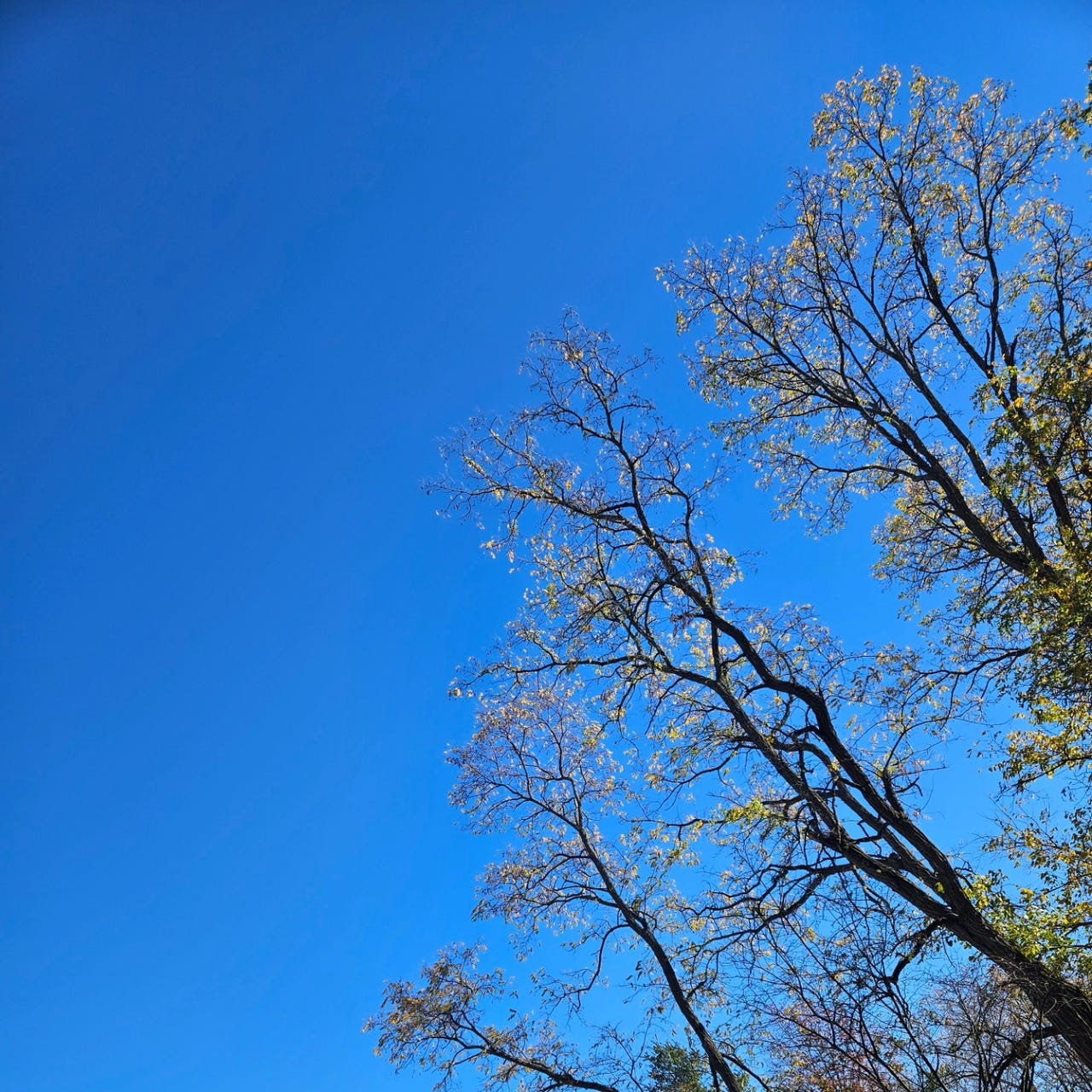 The Crystal Tambourine