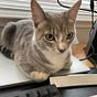 wilbeibi's avatar