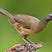 The Courageous Chachalaca's avatar