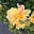 Pam Sayler's avatar