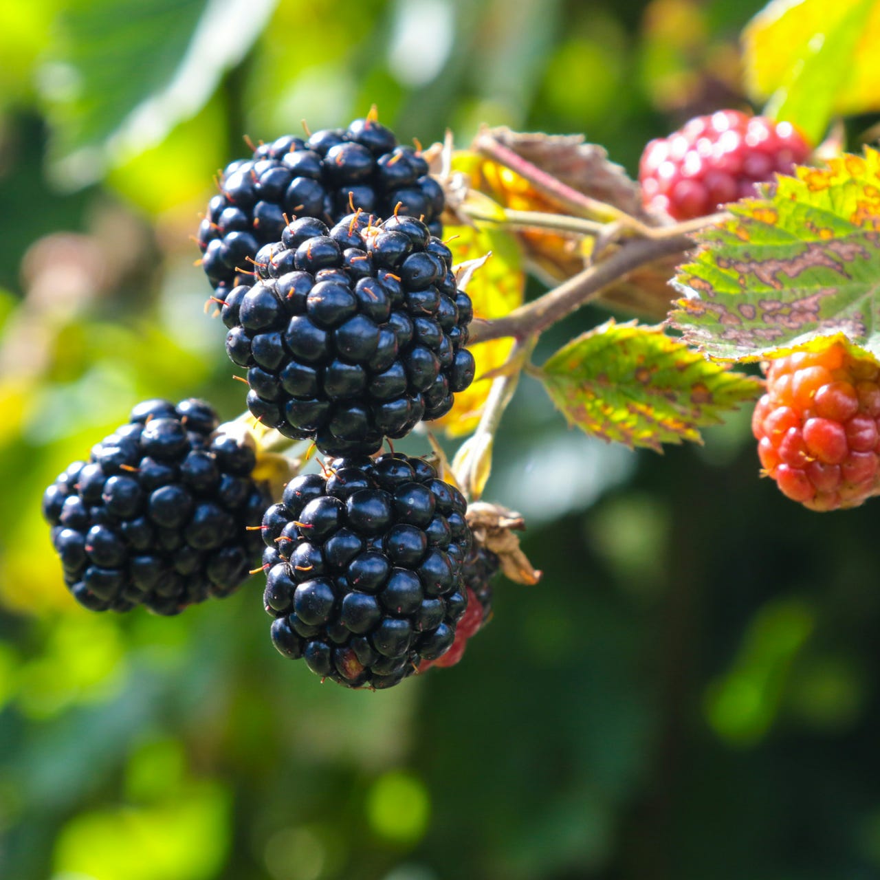 The Blackberry Patch
