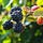 The Blackberry Patch