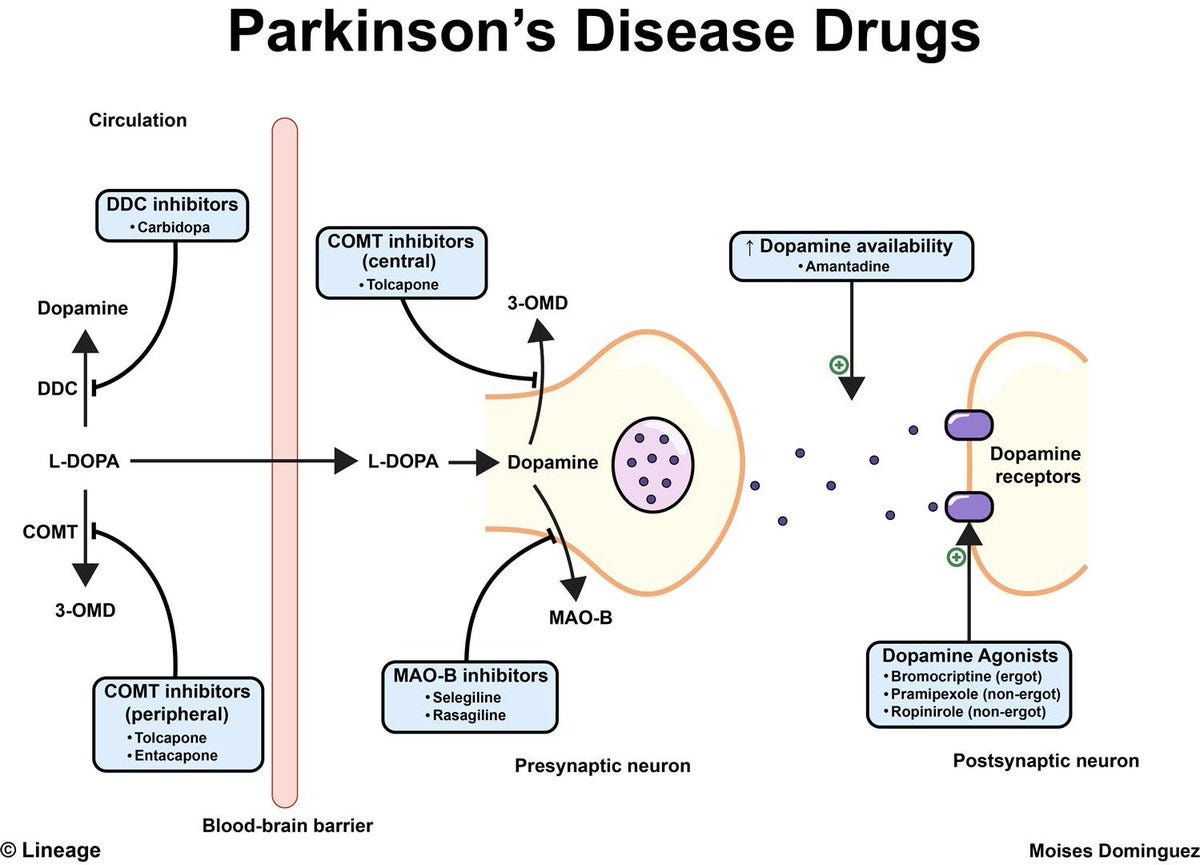 5/
"The most common treatment for PD is focused on dopamine (DA) replacement (e.g., levodopa = L-Dopa), which unfortunately losses its efficacy over months or years and can induce severe dyskinesia."

 