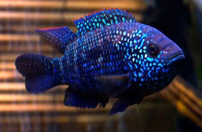 Jack Dempsey - Description, Habitat, Image, Diet, and Interesting Facts Jack Dempsey - Description, Habitat, Image, Diet, and Interesting Facts