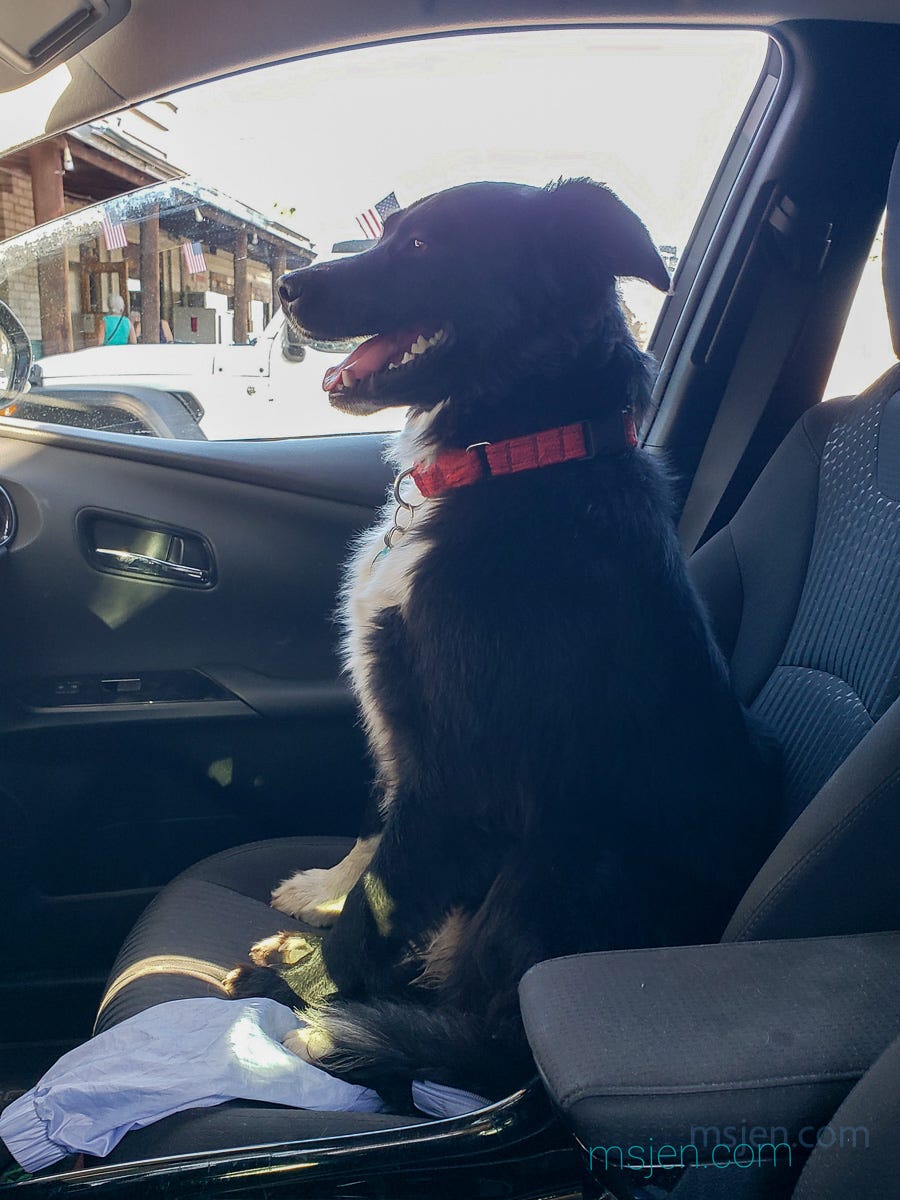 A photo of a happy, large black and white dog with a red collar sitting in the passenger seat of a Toytoa Prius. The dog is looking forward and the photo is a side view. Photo by Jenifer Hanen, taken at Tom's Place on Aug. 10, 2025.