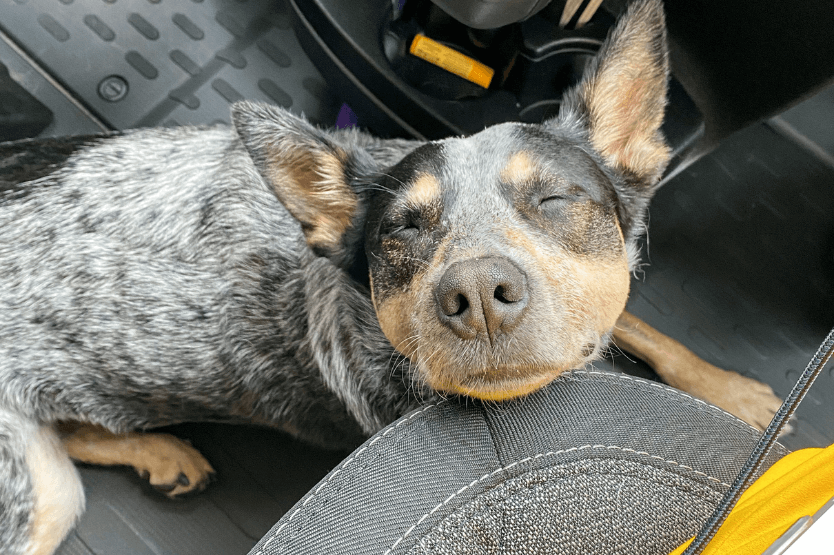 Scout the blue heeler lies on the floor of the cab of a van, resting her chin on her owner's passenger side chair and closing her eyes in what looks like a happy expression