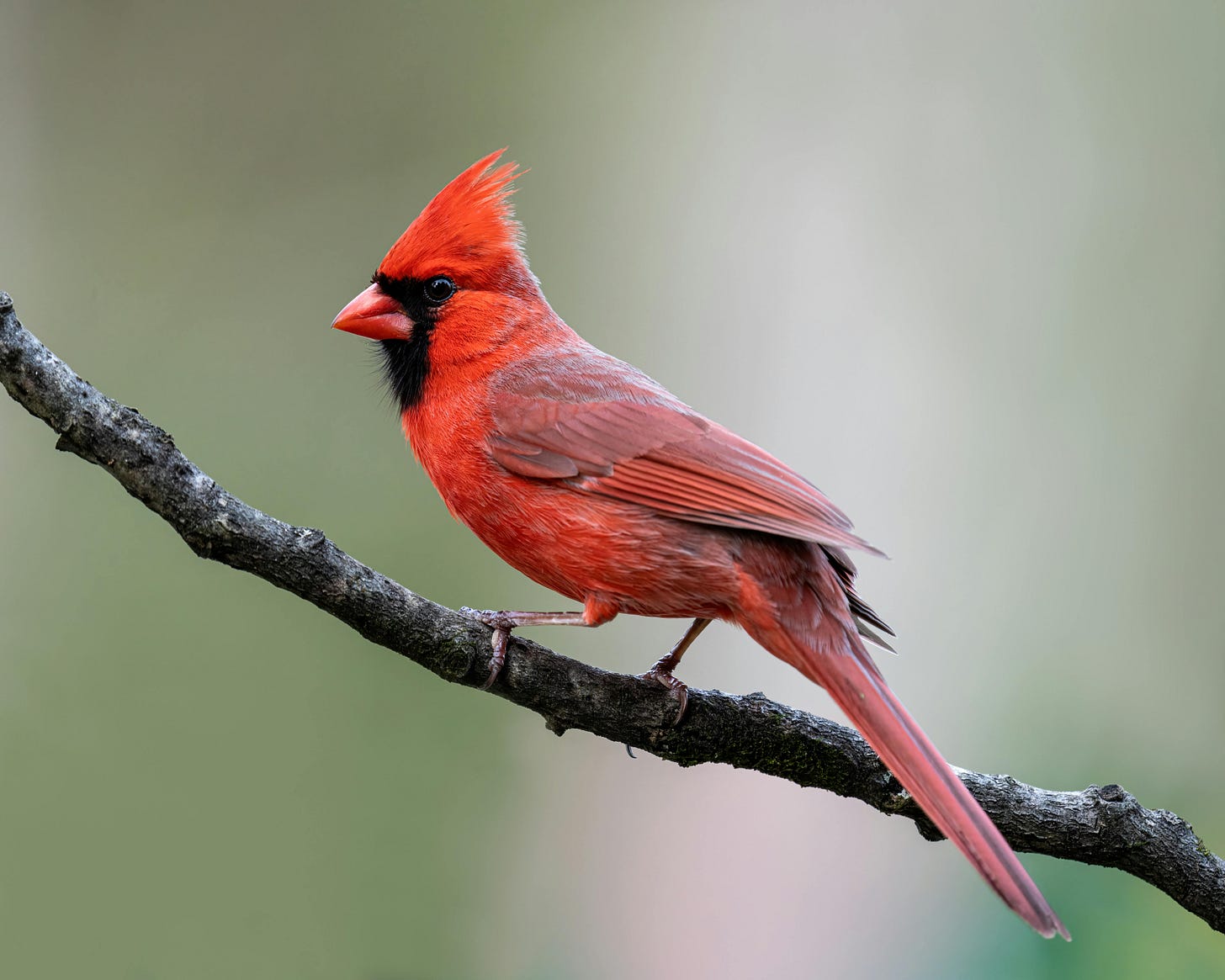 Red Cardinal Perched on a Tree Branch · Free Stock Photo