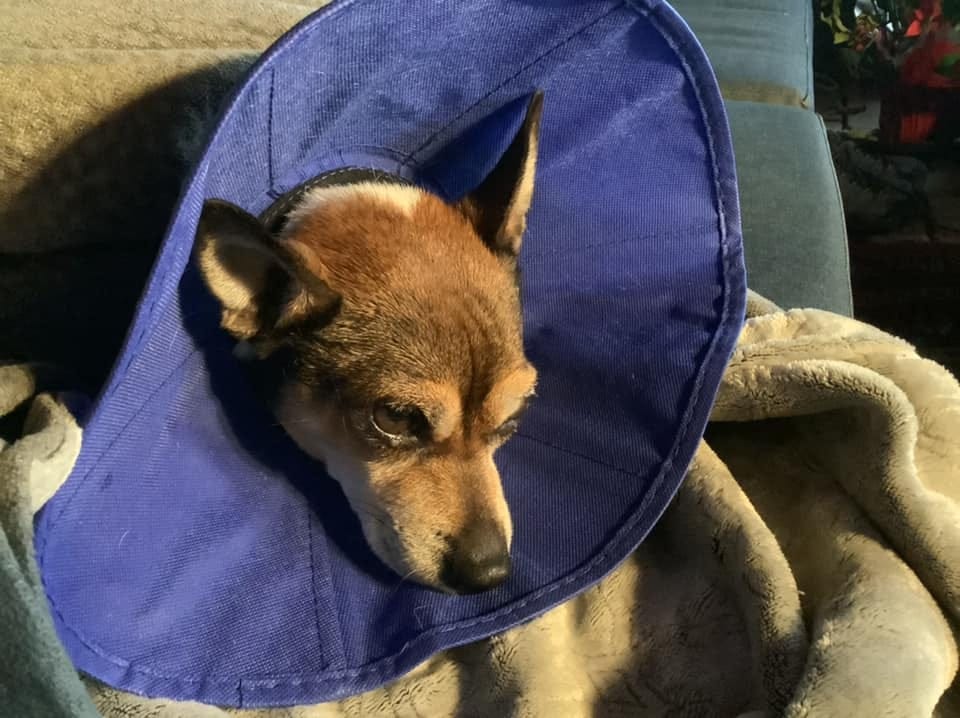 May be an image of dog