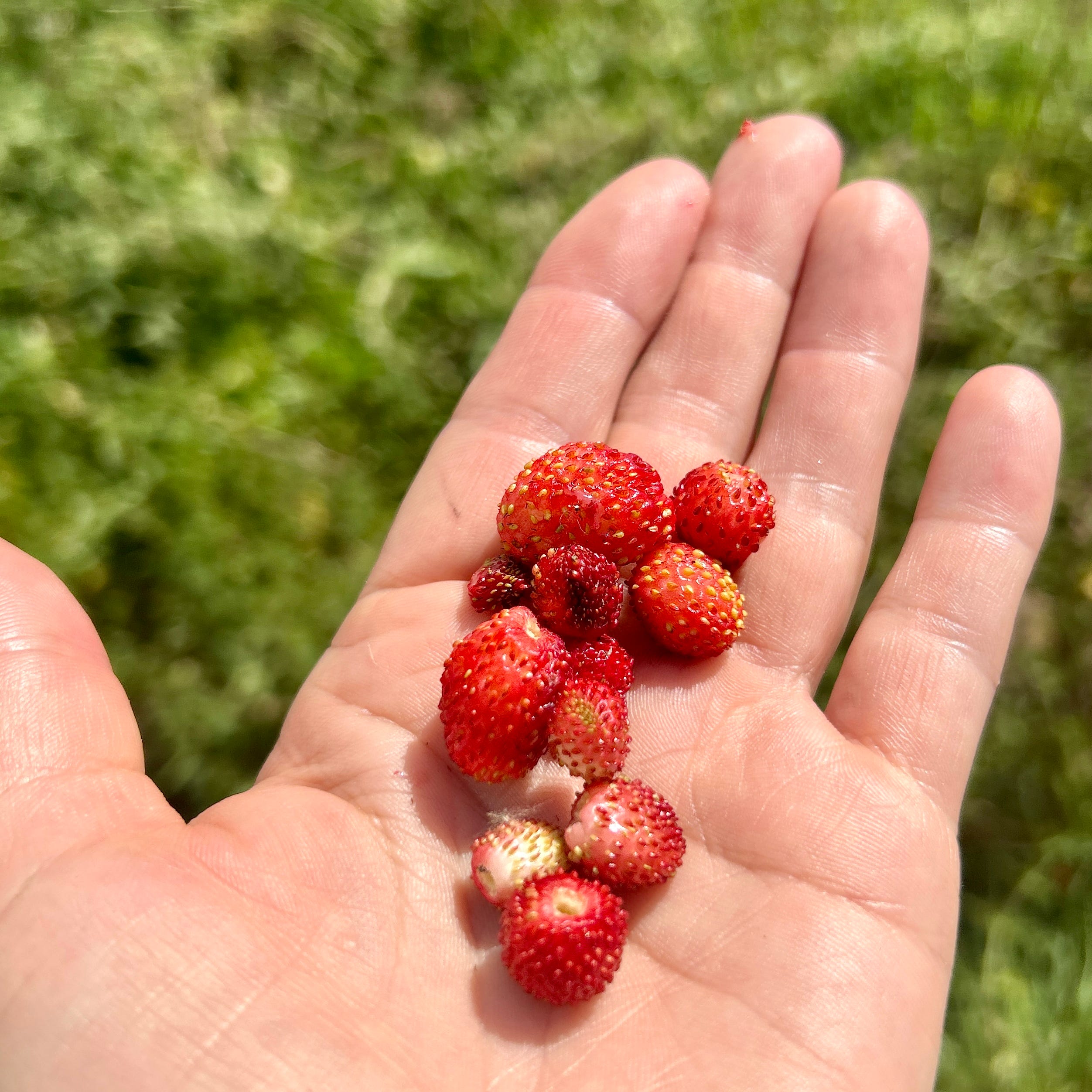 Wild Strawberry Surprise - by Tammi Willis