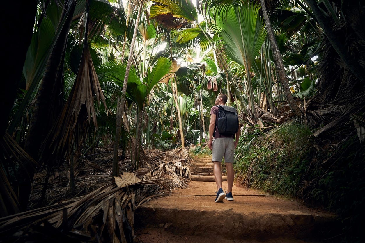 Rainforest in Moyenne Island, Seychelles