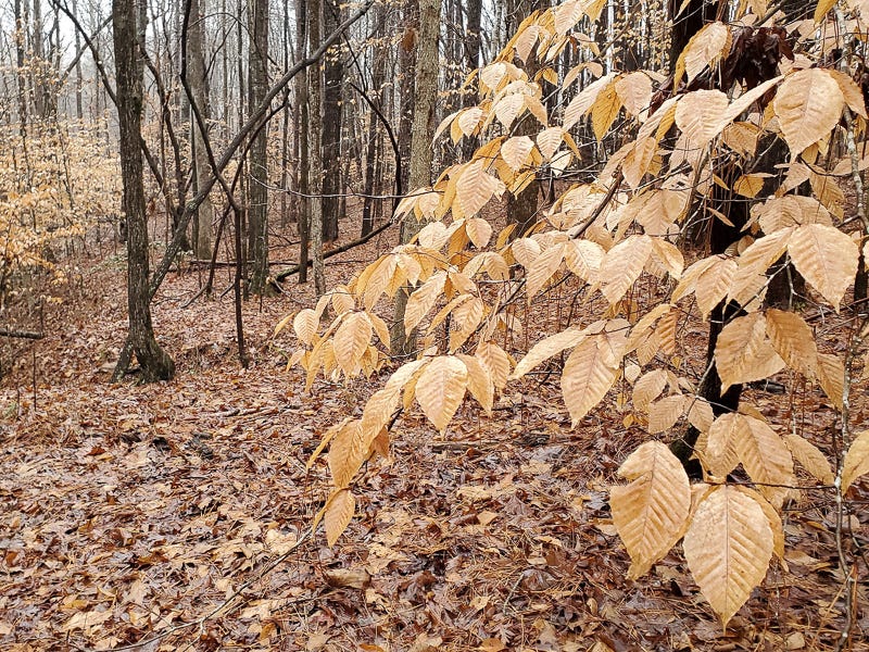 Nature Now! Beech Life | Programs and Events Calendar