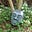 Curious Garden's avatar