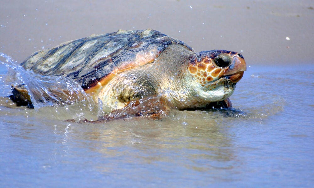 Loggerhead Turtle | Sea Turtles | Species | WWF Loggerhead Turtle | Sea Turtles | Species | WWF