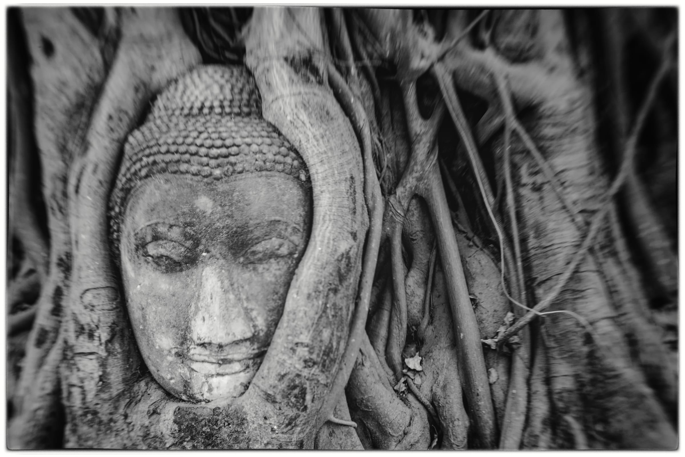 A Buddha head entwined in the roots of a banyan tree, Wat Mahathat, Ayutthaya, Thailand. 1/30, ISO 400, Lensbaby 50mm. © Gavin Gough