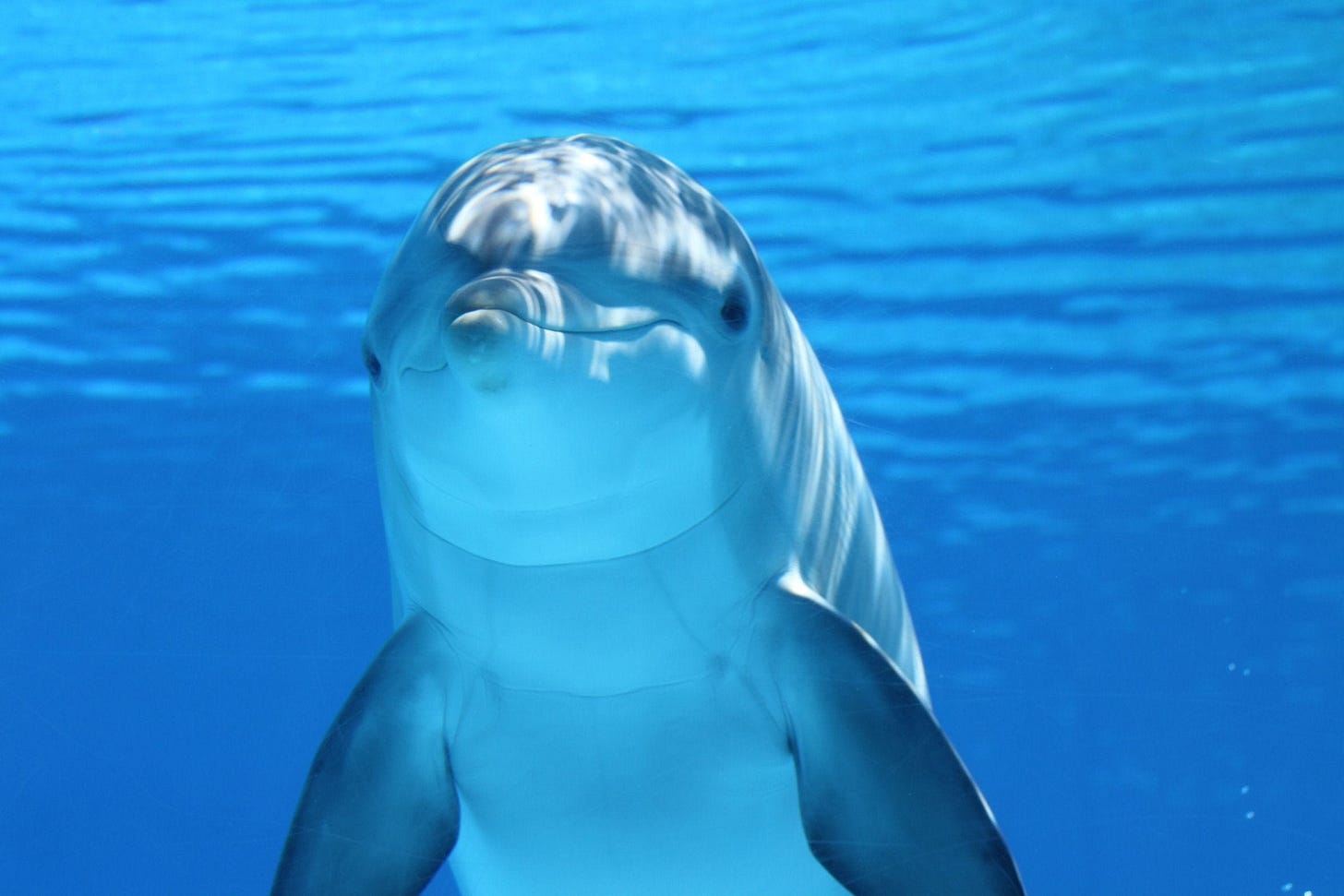 The second most intelligent creature living on Earth | by Oxford Academic |  Science Uncovered | Medium