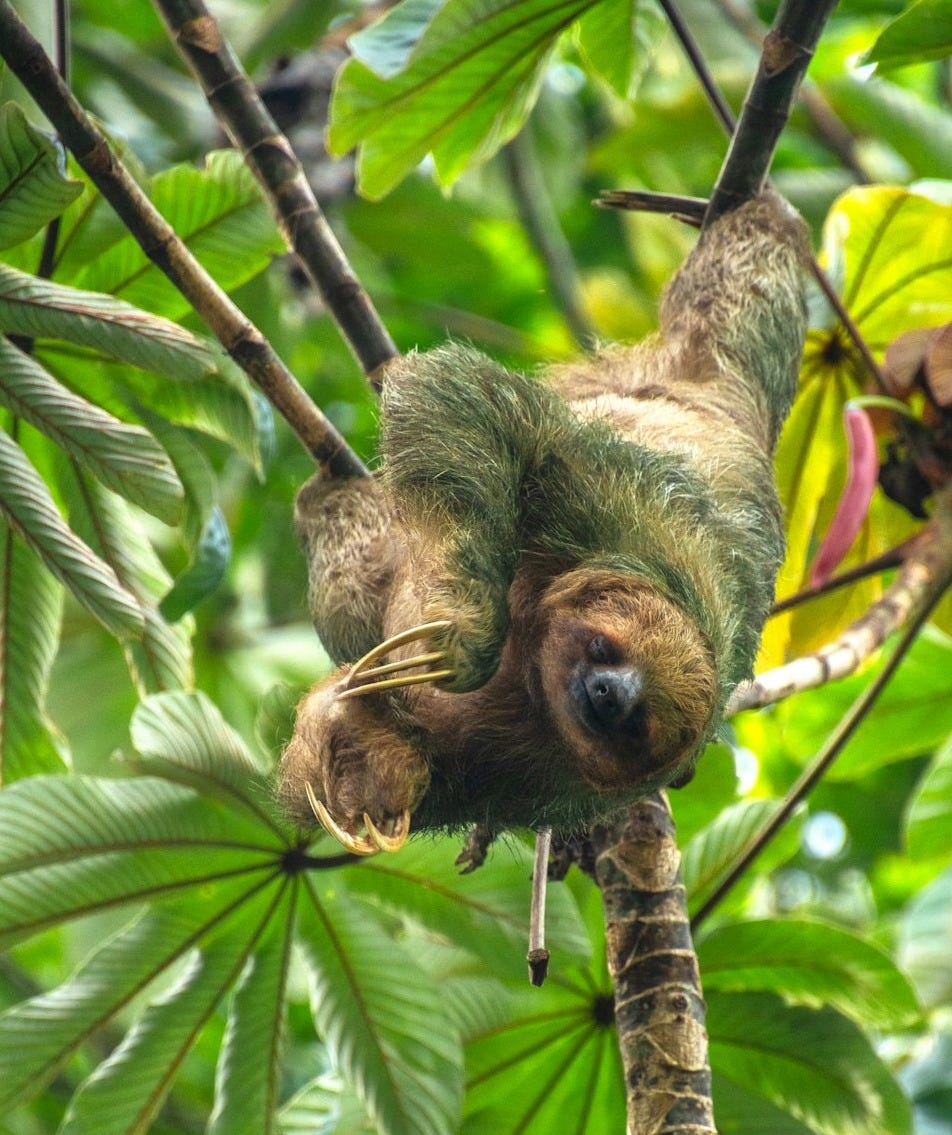 A sloth hanging upside down in a tree