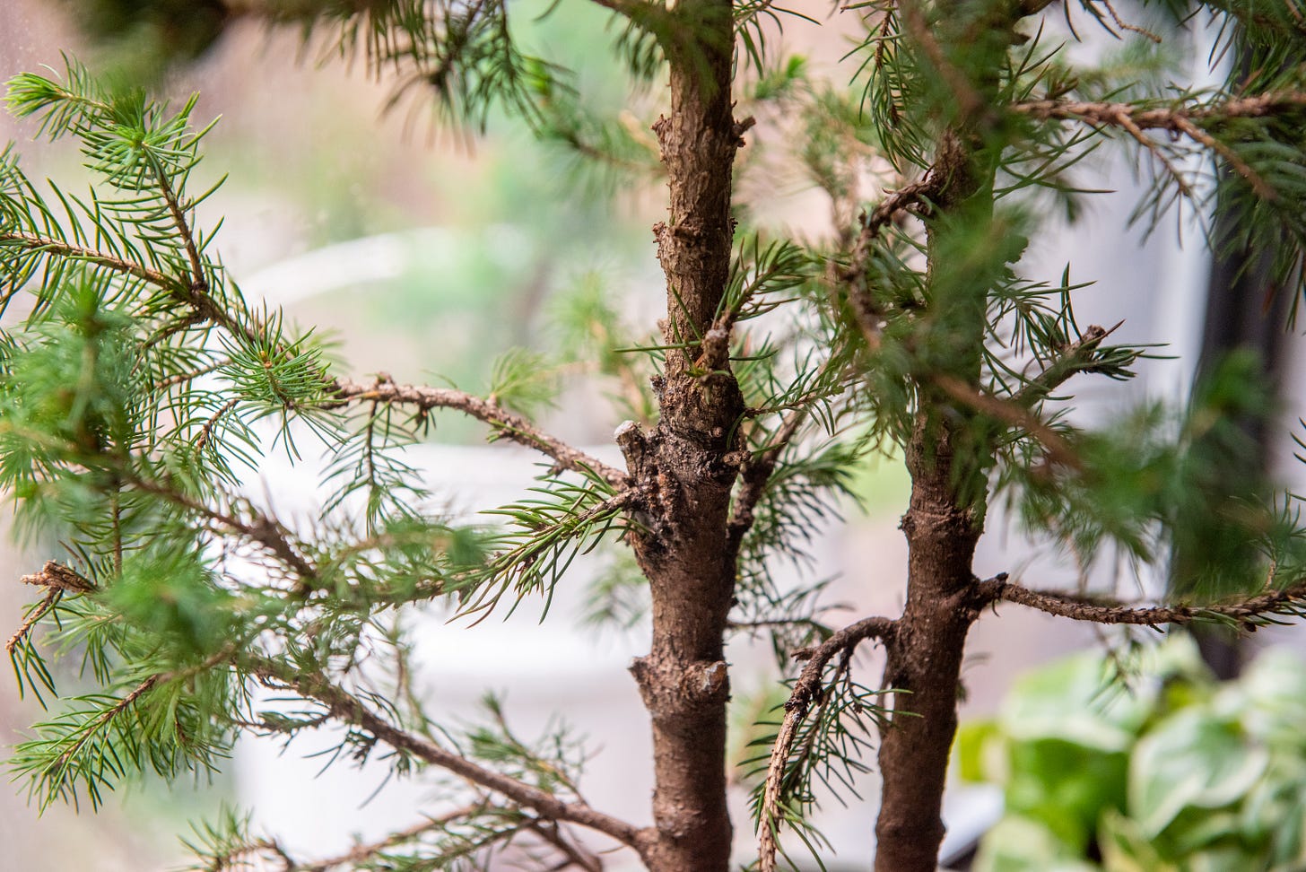 Image description: photo of white spruce branches that recently had their wire removed. End image description.