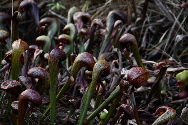 Darlingtonia Bog, southern Oregon