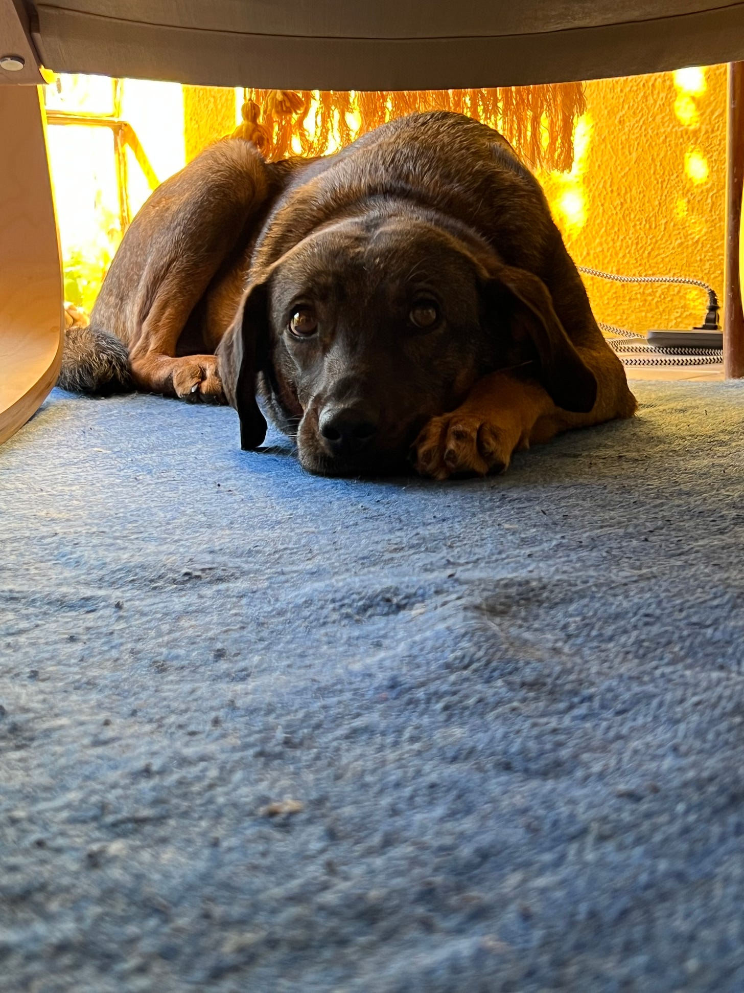 A dog under a chair.