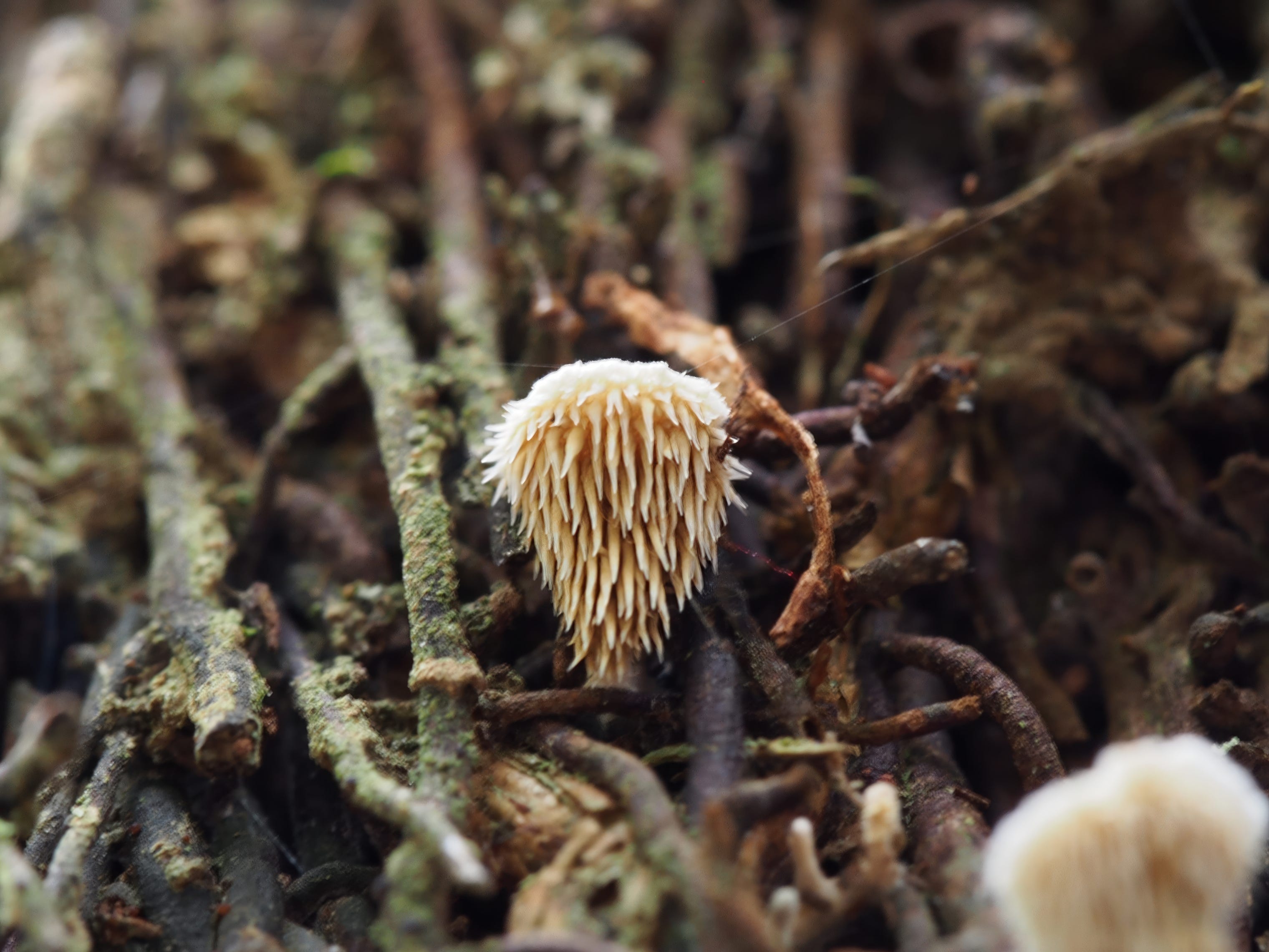 Fangs of the Forest: The Myriad Forms and Functions of Toothed Fungi