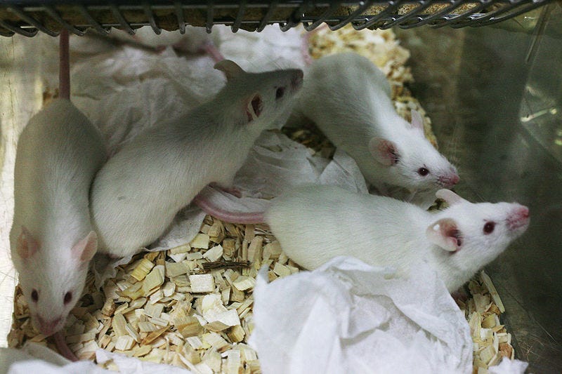 File:Lab mouse mg 3154.jpg File:Lab mouse mg 3154.jpg
