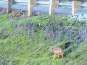 Cynthia Sue Larson's coyote friend
