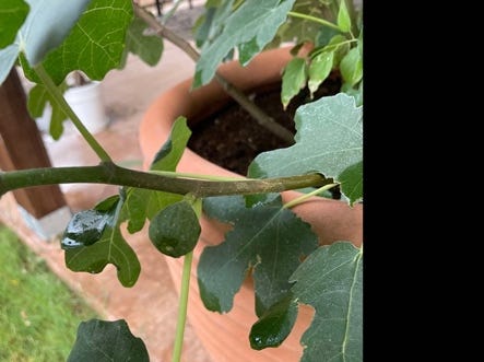 A fig growing in a pot