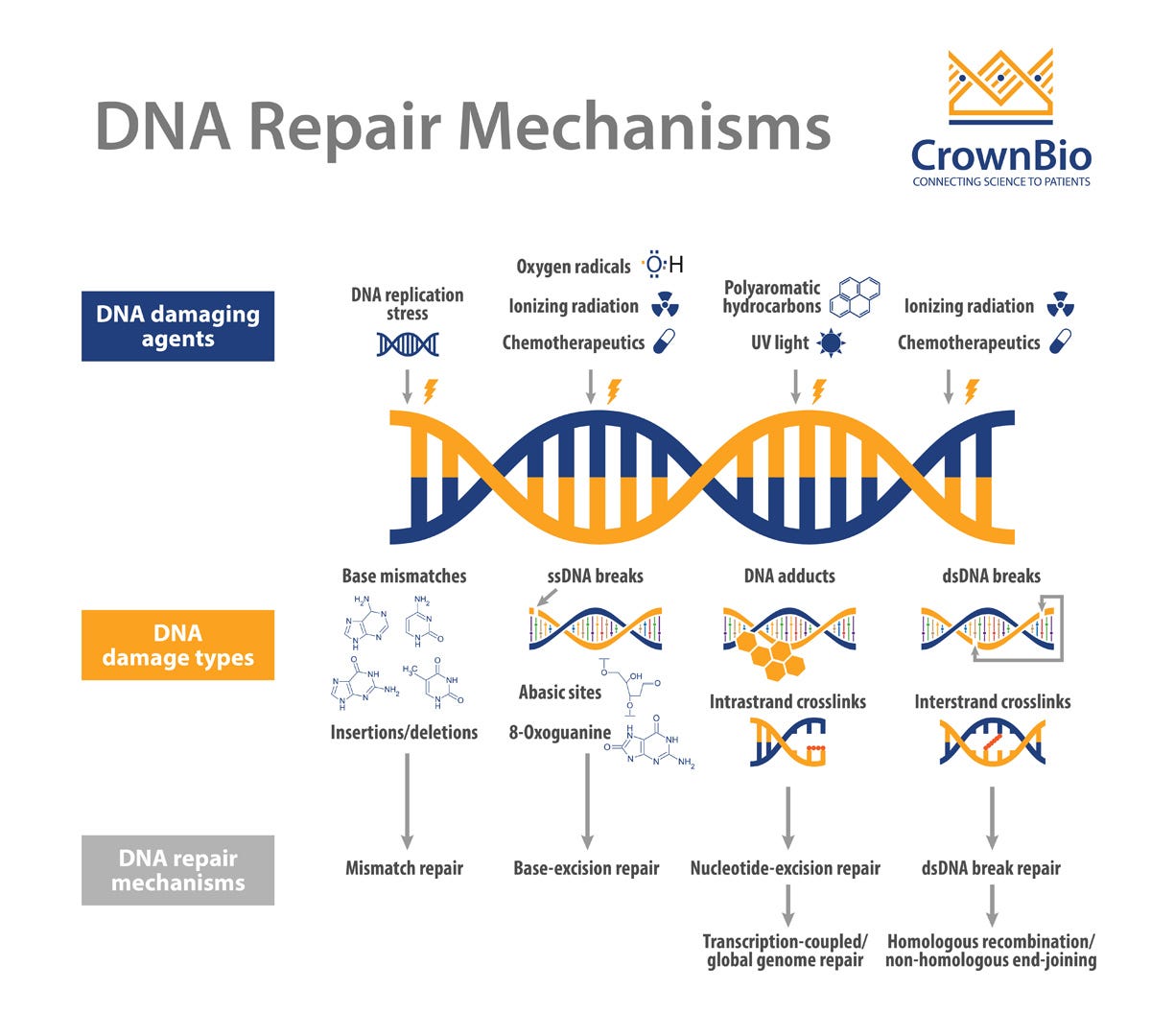 DNA Damage Response (DDR) DNA Damage Response (DDR)
