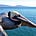 Wise old pelican's avatar
