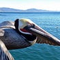 Wise old pelican's avatar