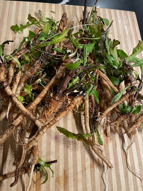 chicory and its roots, whole and chopped