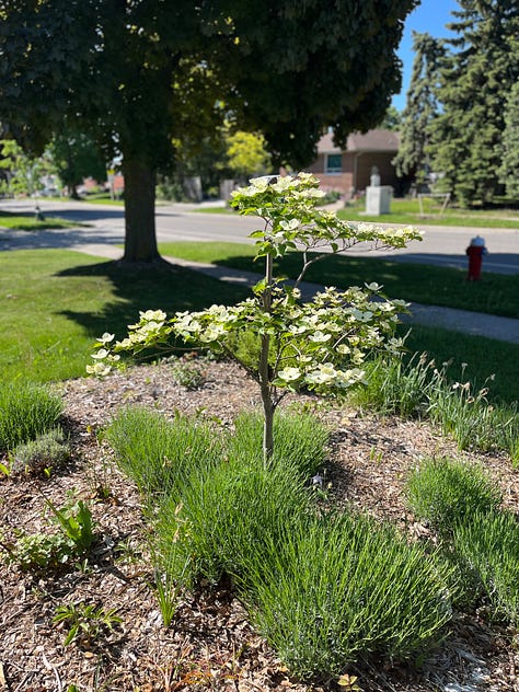 Spring 2024 images from my garden