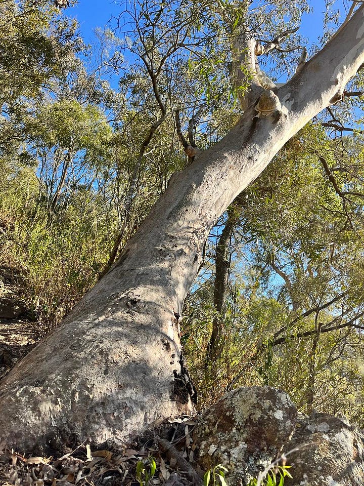 Gum trees