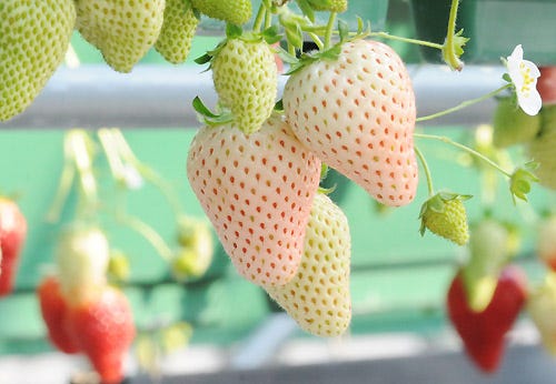 Image result for japanese white strawberries Image result for japanese white strawberries