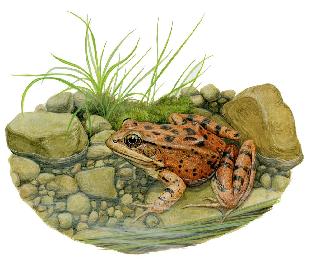 A frog sitting on a rock

Description automatically generated