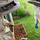 Gold Coast beekeepers backed in varroa mite grant round