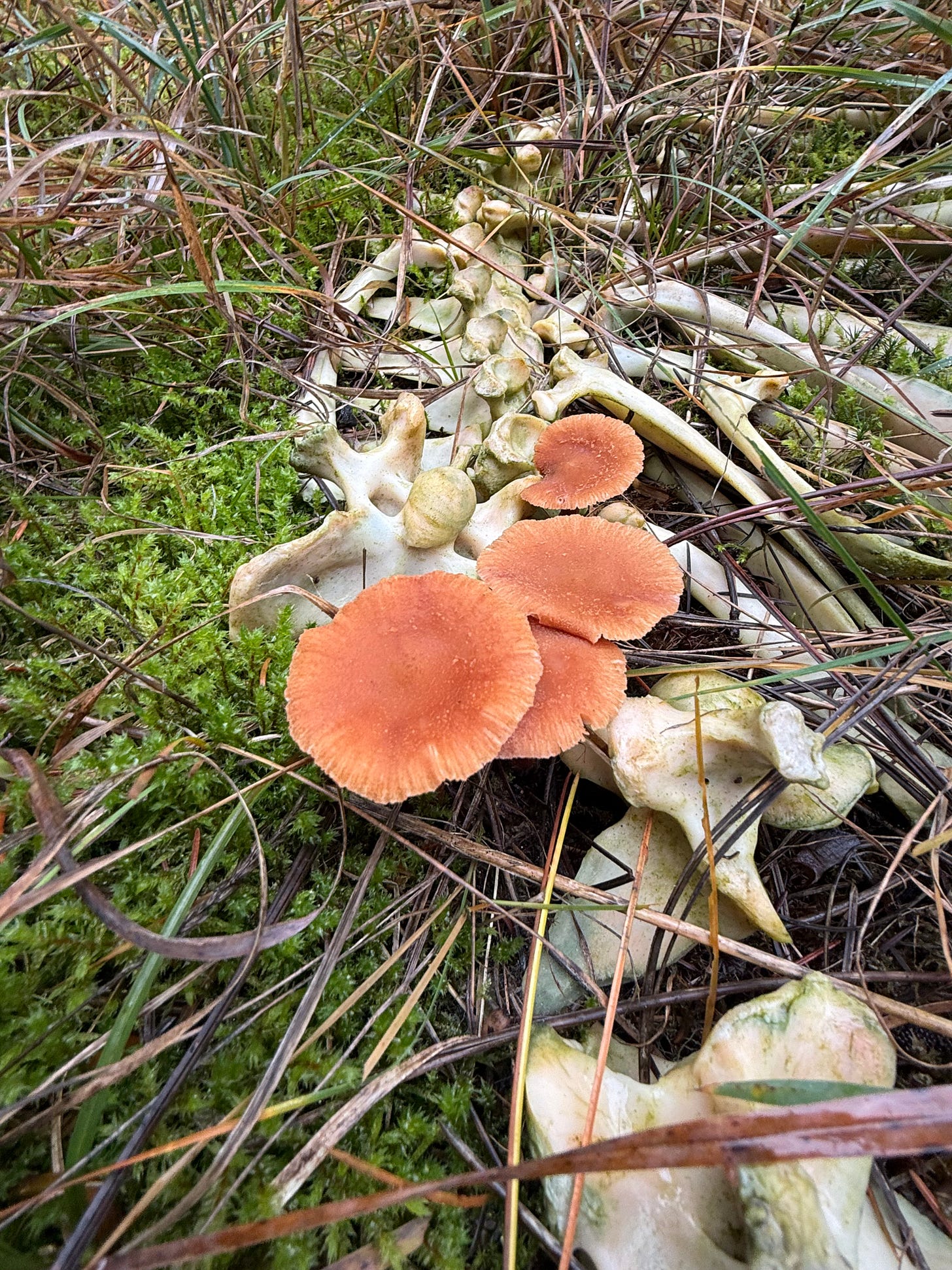 Orange mushrooms sprouting beside the vertebrae of an animal skeleton on a forest floor.