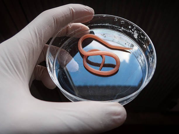 Ascaris nematode parasite on a petri dish