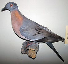 Passenger pigeon - Wikipedia Passenger pigeon - Wikipedia