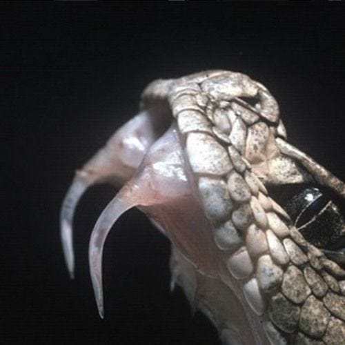 This may contain: a close up of a snake's head with its mouth open