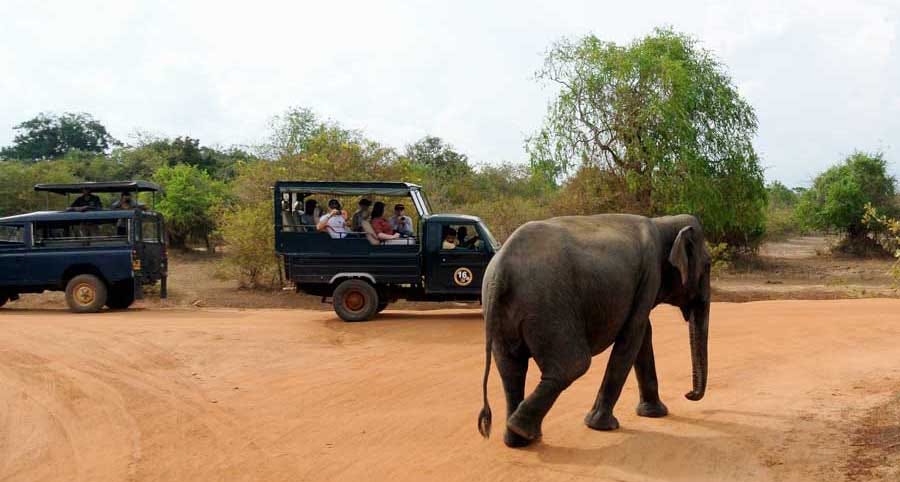 yala park elephant walking by - photo by thimindu goonatillake from colombo, sri lanka