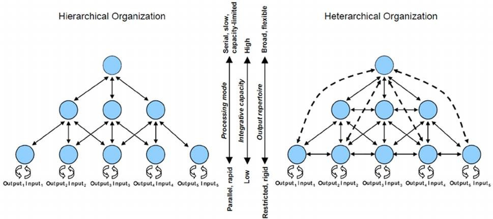 Hierarchy vs Heterarchy, a template for Decentralized Globalism and Finance