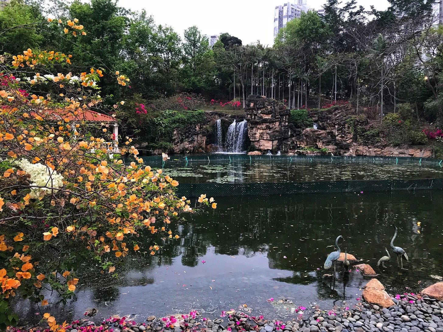 Lake (pond?) of Tsing Yi Park Lake (pond?) of Tsing Yi Park