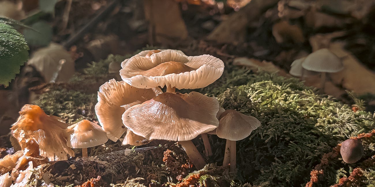 Nature's Tea Cup: October 2025 