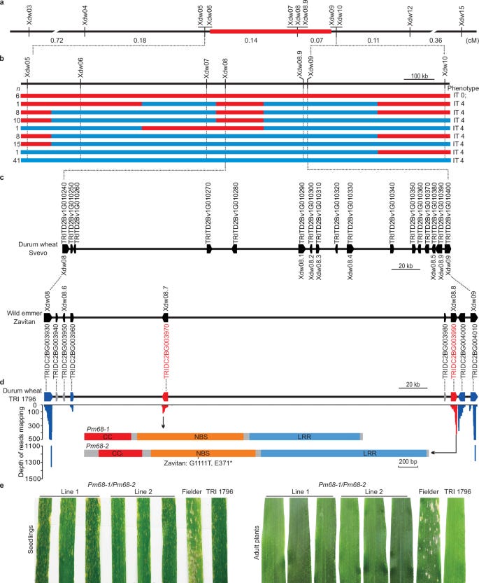 Dual-Gene Genetic Engineering for Resilient Wheat Crops Against Powdery ...