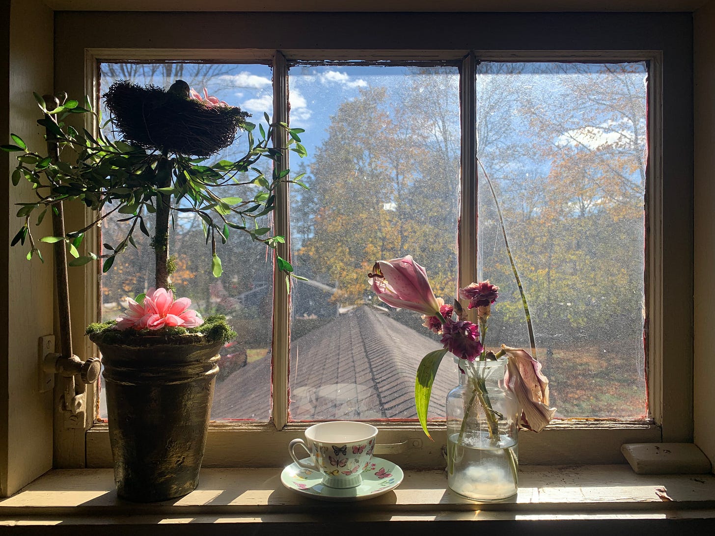 A still life in a sunlit window: two plants and a teacup resting on a saucer