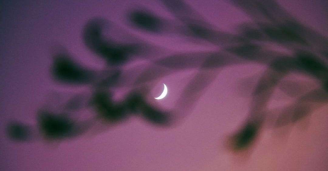 a close up of purple flowers